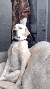 Sleeping Dog Gif